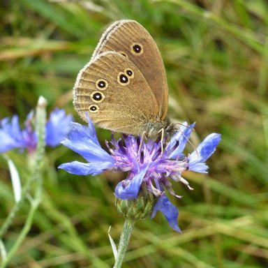 Ein Schmetterling sitzt auf der blauen Blüte einer Kornblume
