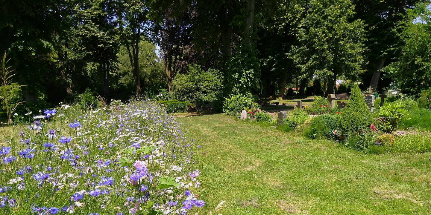Auf einem Friedhof blüht Streifen mit Kornblumen, Malven und anderen Blumen in einem Rasenstück. 