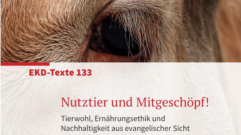 Cover der EKD-Studie Nutztier und Mitgeschöpf zeigt das Auge eines Kalbs