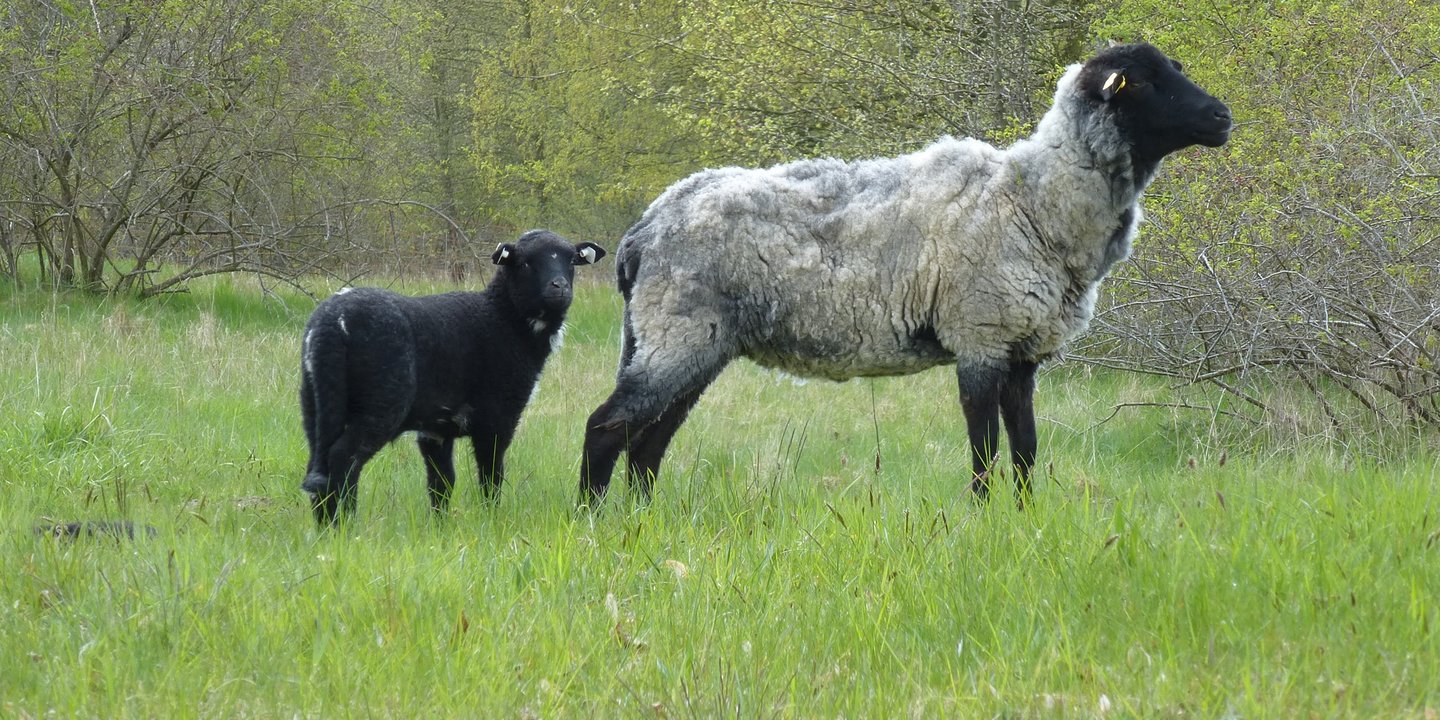 Weißes Schaf mit schwarzem Lamm auf der Weide
