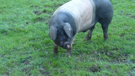 Schwäbisch-Hällisches Schwein auf einer Wiese