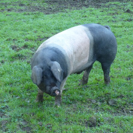 Schwäbisch-Hällisches Schwein auf einer Wiese