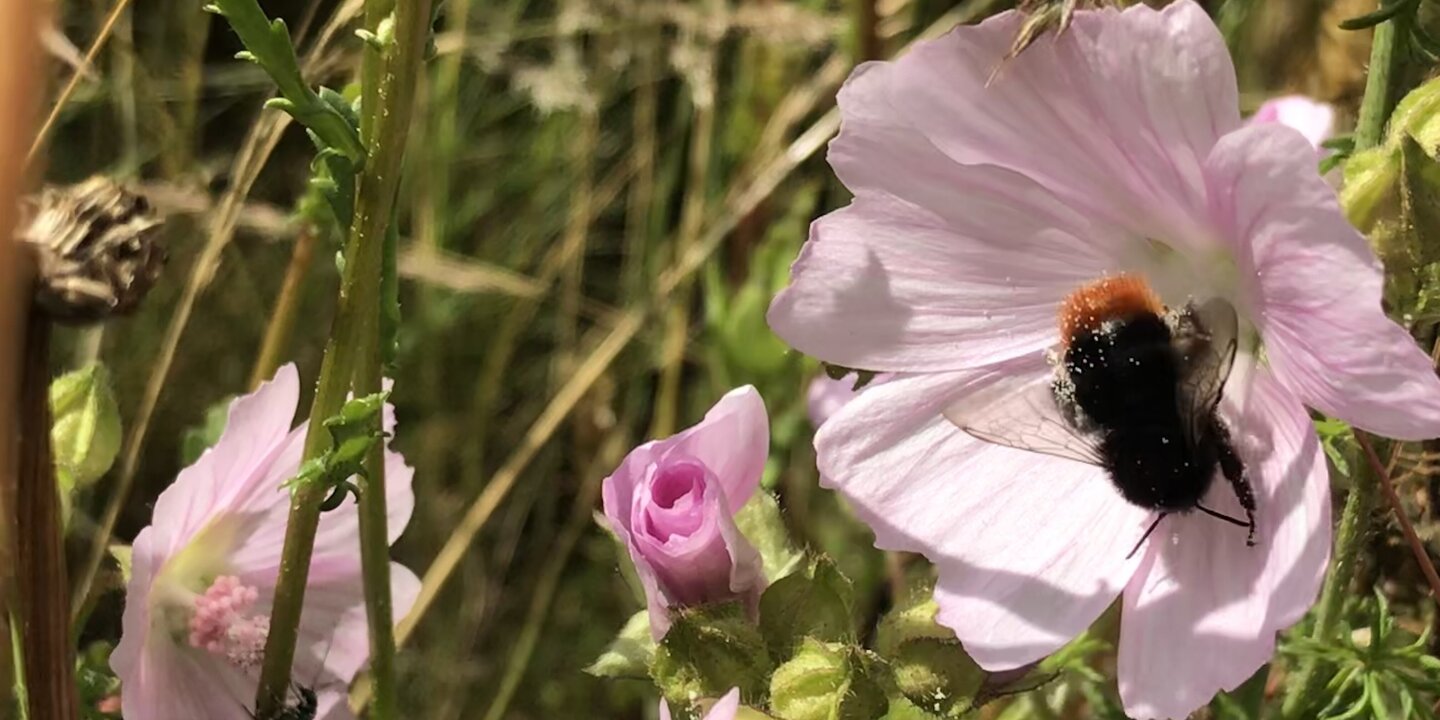 Eine Hummel in einer rosa Malvenblüte