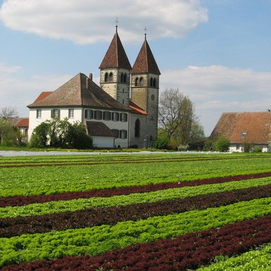 Salatacker mit Kirche im Hintergrund