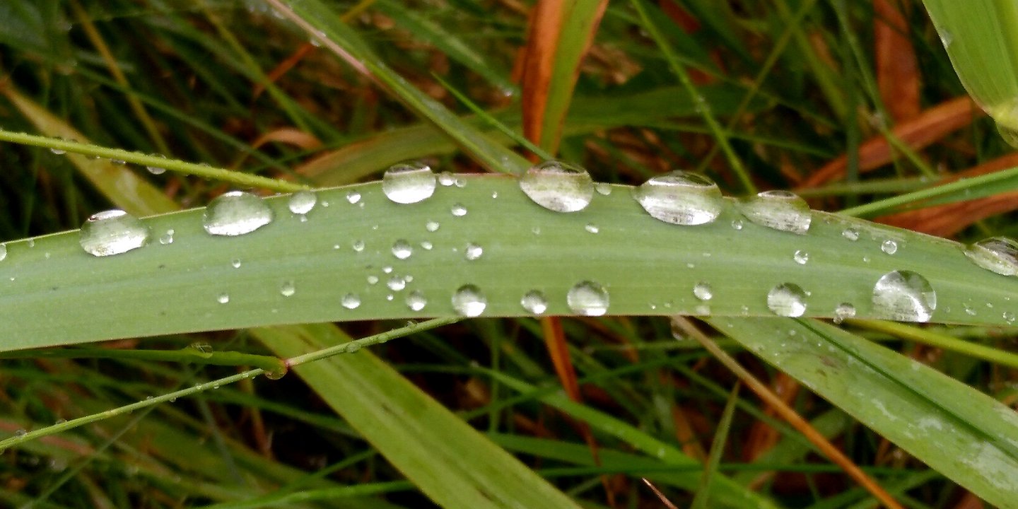 Auf einem waagerechten Grashalm liegen Regentropfen wie silberne Perlen