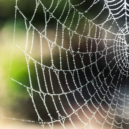 Spinnennetz