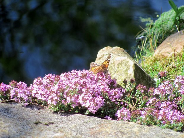 Ein Schmetterling sitzt auf dem üppig violett blühenden Oregano und trinkt Nektar.