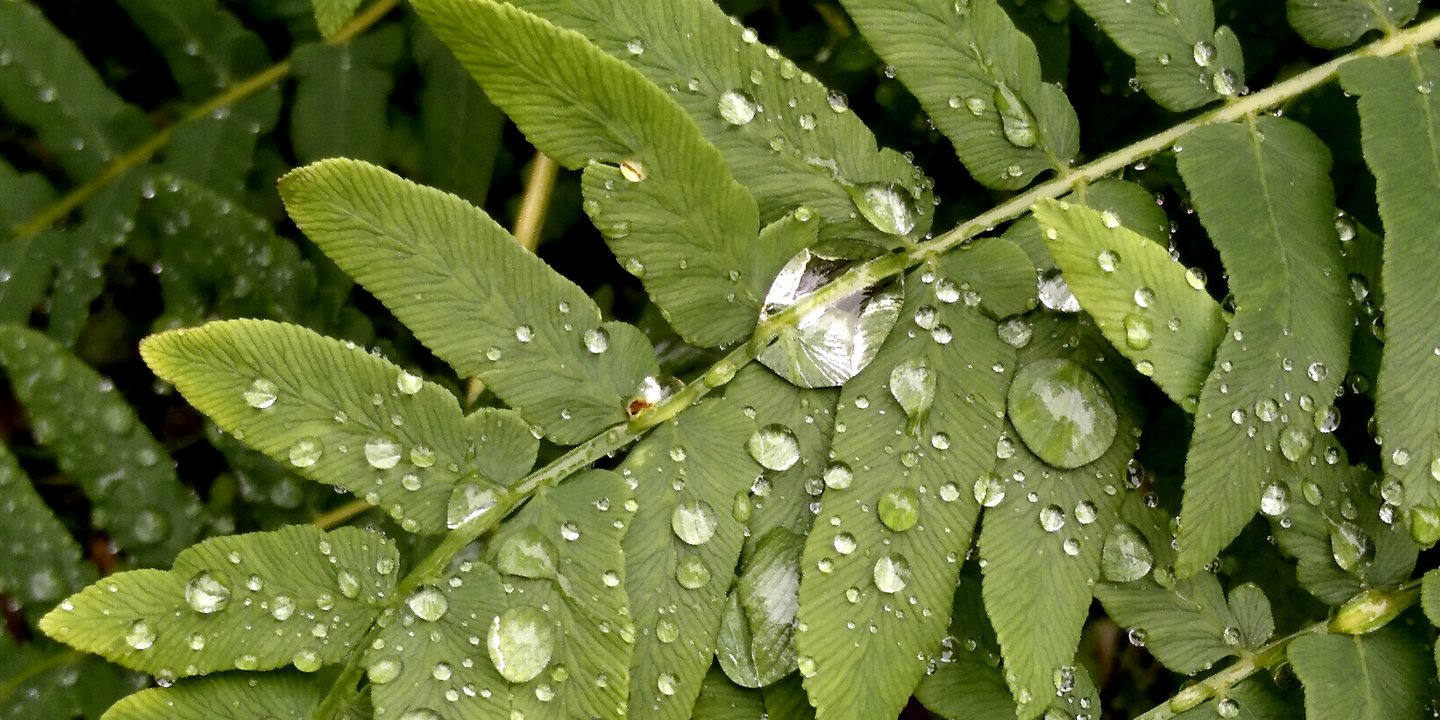 Auf einem Farnblatt liegen Regentropfen wie durchsichtig glänzende Perlen