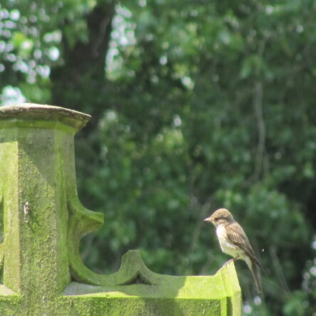 Ein Vogel, der Fliegenschnäpper, sitzt auf einem Grabstein